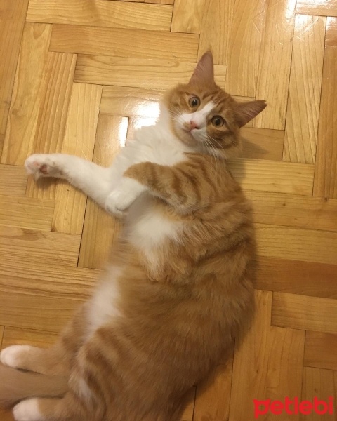 Sarman, Kedi  Bal fotoğrafı
