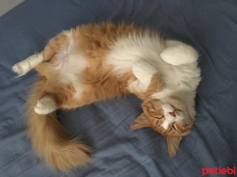 Sarman, Kedi  Bal fotoğrafı