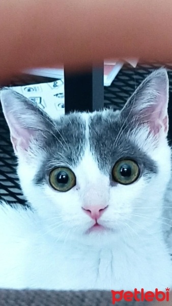Tekir Kedi, Kedi  Luna Mırmır fotoğrafı