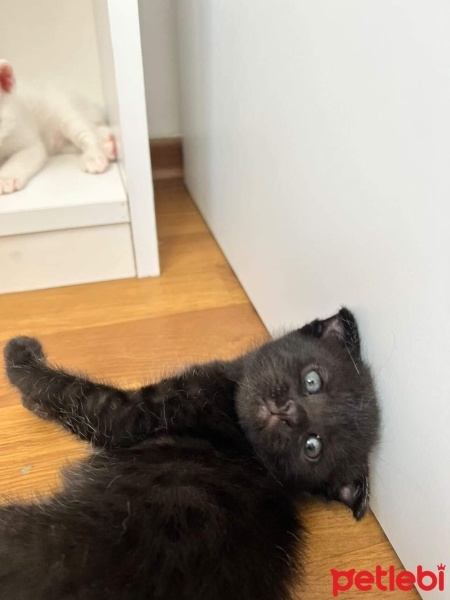Scottish Fold, Kedi  Venüs fotoğrafı