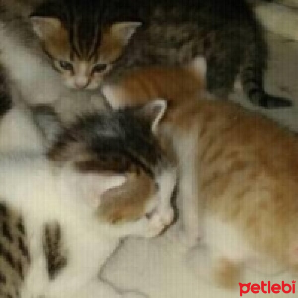 Soke, Kedi  felicia fotoğrafı