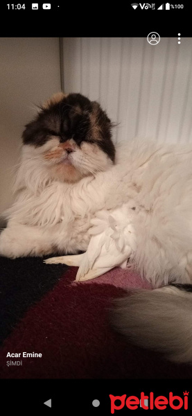 İran Kedisi (Persian), Kedi  Hera fotoğrafı