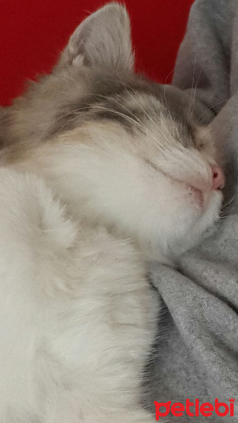 Tekir Kedi, Kedi  Tarçın kedi fotoğrafı