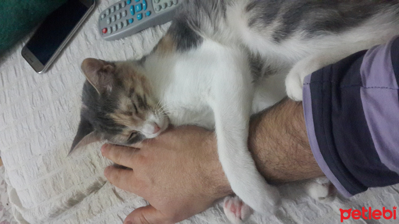 Tekir Kedi, Kedi  Tarçın kedi fotoğrafı