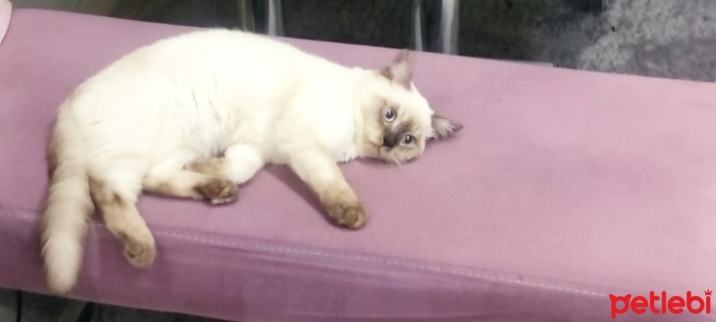 British Shorthair, Kedi  PAŞA fotoğrafı