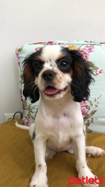 Cavalier King Charles Spanieli, Köpek  Balım fotoğrafı