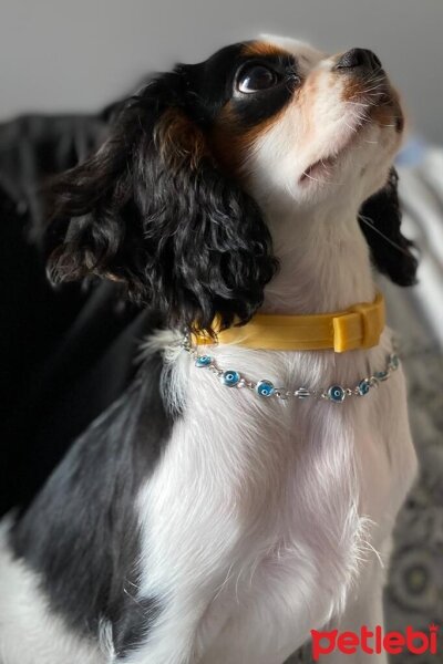 Cavalier King Charles Spanieli, Köpek  Balım fotoğrafı