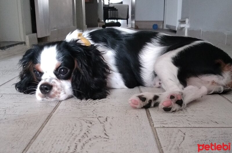 Cavalier King Charles Spanieli, Köpek  Balım fotoğrafı