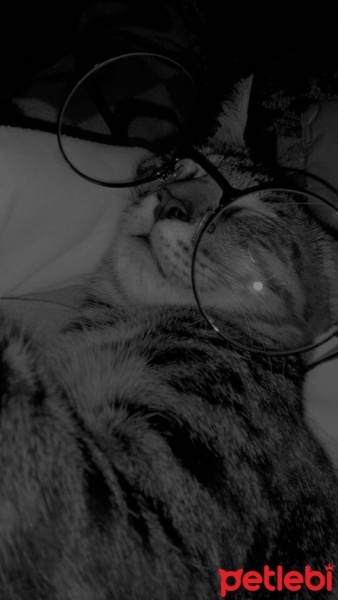 Tekir Kedi, Kedi  Karamel fotoğrafı
