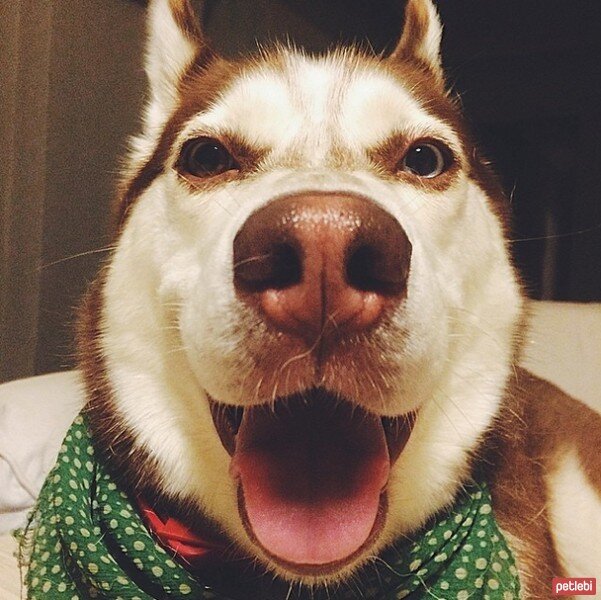 Sibirya Kurdu (Husky), Köpek  Adora fotoğrafı