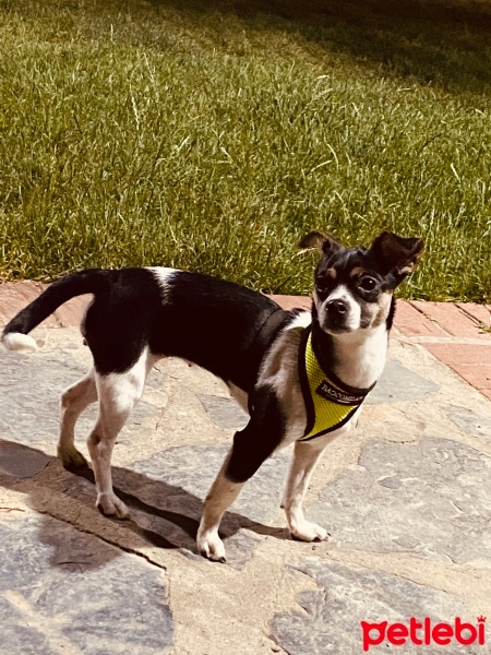 Minyatür Pinscher, Köpek  Bunny fotoğrafı
