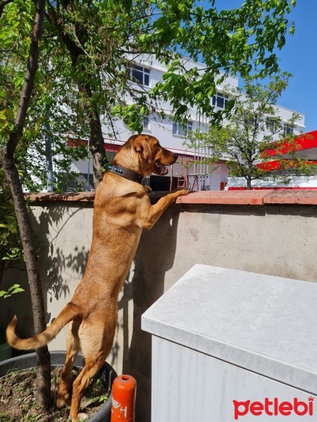 Labrador Retriever, Köpek  Badem fotoğrafı