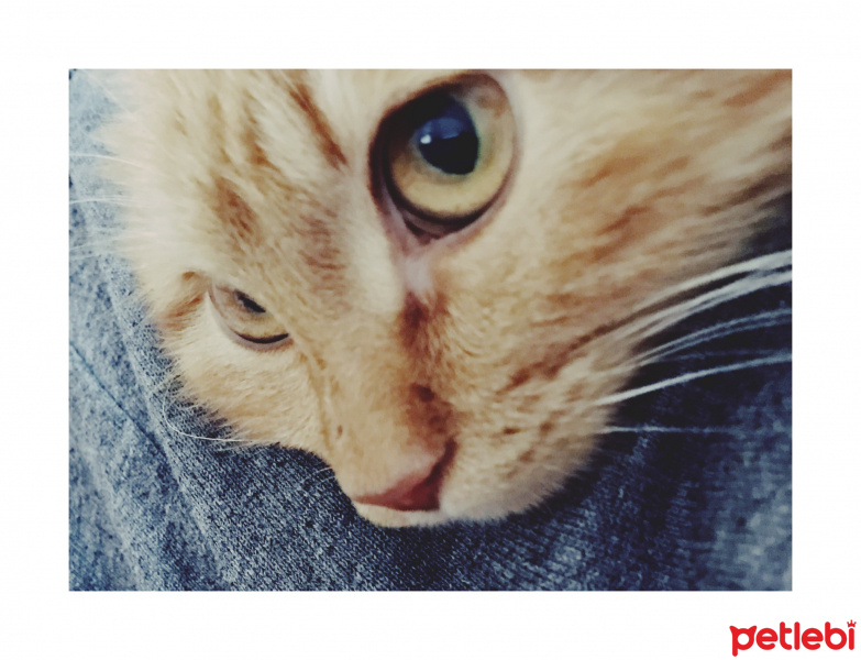 Tekir Kedi, Kedi  Badem fotoğrafı