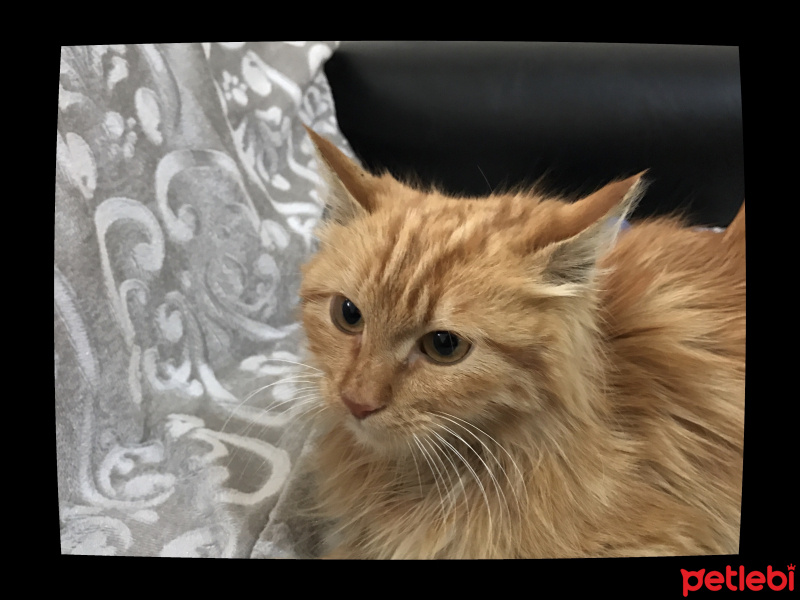 Tekir Kedi, Kedi  Badem fotoğrafı