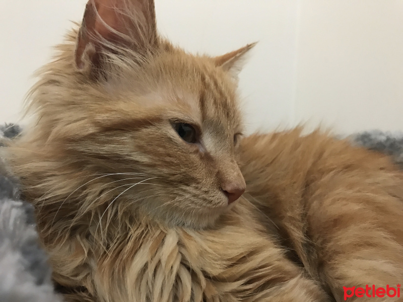 Tekir Kedi, Kedi  Badem fotoğrafı