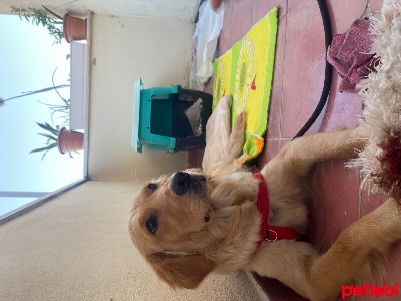 Golden Retriever, Köpek  LİLA fotoğrafı