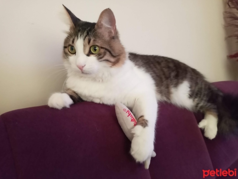 Tekir Kedi, Kedi  Hypnos fotoğrafı
