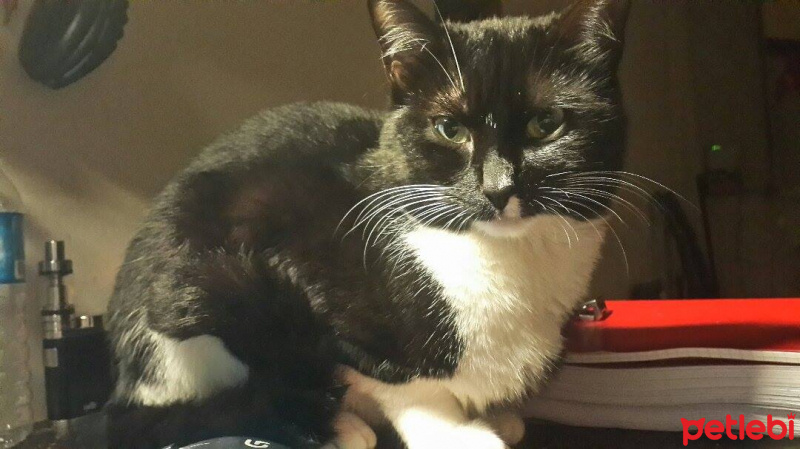 Tekir Kedi, Kedi  sütlaç fotoğrafı