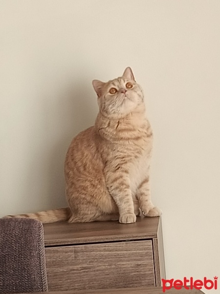 British Shorthair, Kedi  Leo fotoğrafı