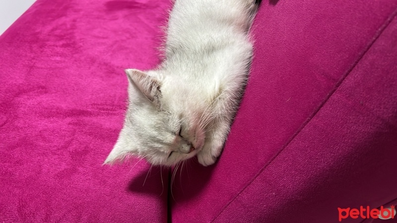 British Shorthair, Kedi  Mia fotoğrafı