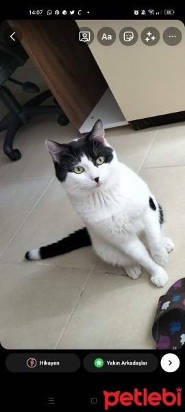Tekir Kedi, Kedi  Milka fotoğrafı