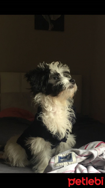 Maltese, Köpek  PUFFY fotoğrafı