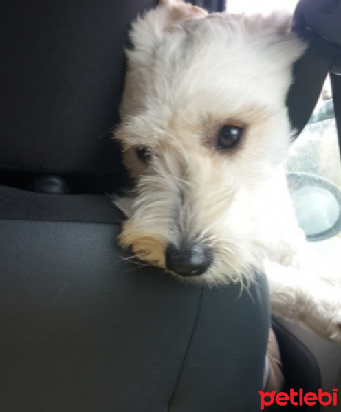 Maltese, Köpek  Mösyö Bambam fotoğrafı
