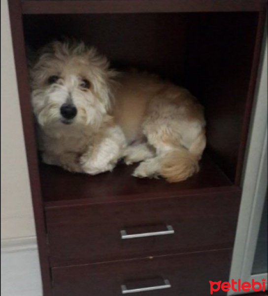Maltese, Köpek  Mösyö Bambam fotoğrafı