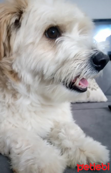 Maltese, Köpek  Mösyö Bambam fotoğrafı