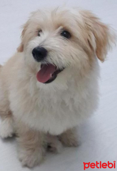 Maltese, Köpek  Mösyö Bambam fotoğrafı