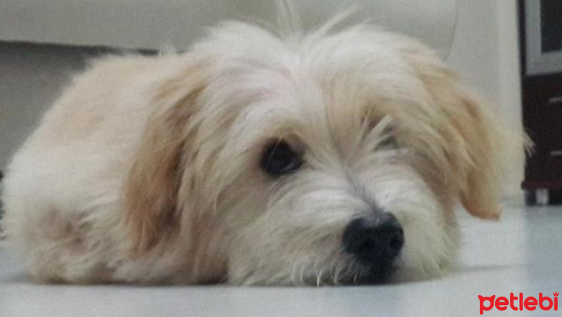 Maltese, Köpek  Mösyö Bambam fotoğrafı