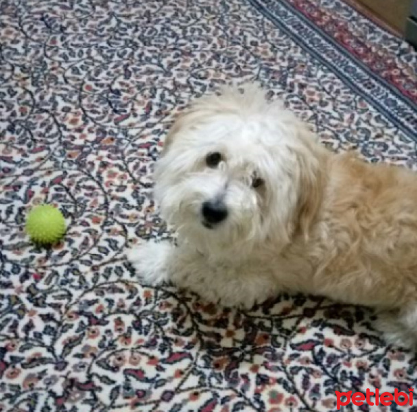 Maltese, Köpek  Mösyö Bambam fotoğrafı