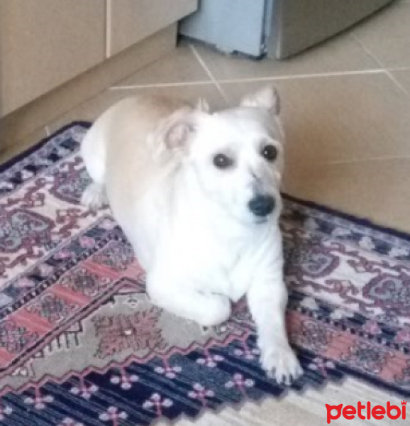 Maltese, Köpek  Mösyö Bambam fotoğrafı