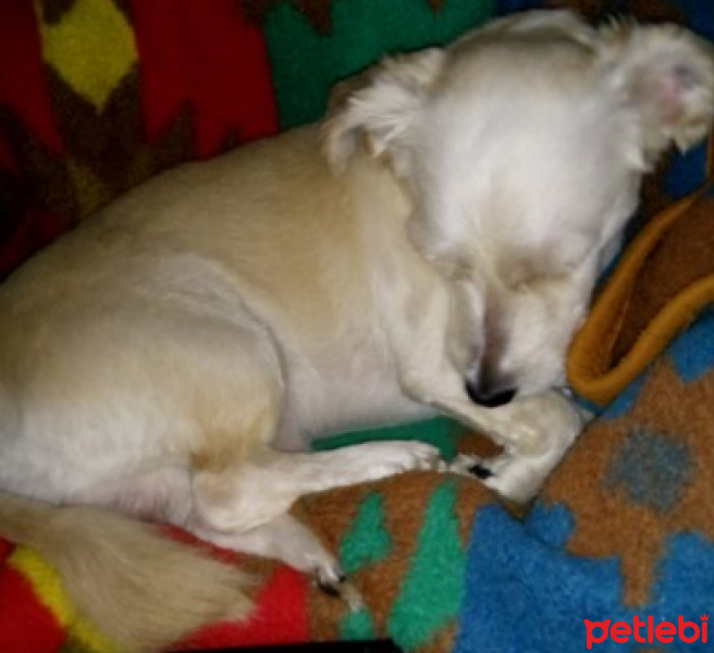 Maltese, Köpek  Mösyö Bambam fotoğrafı