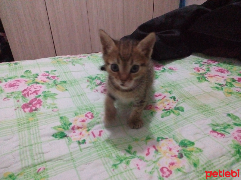 Tekir Kedi, Kedi  Tekir fotoğrafı