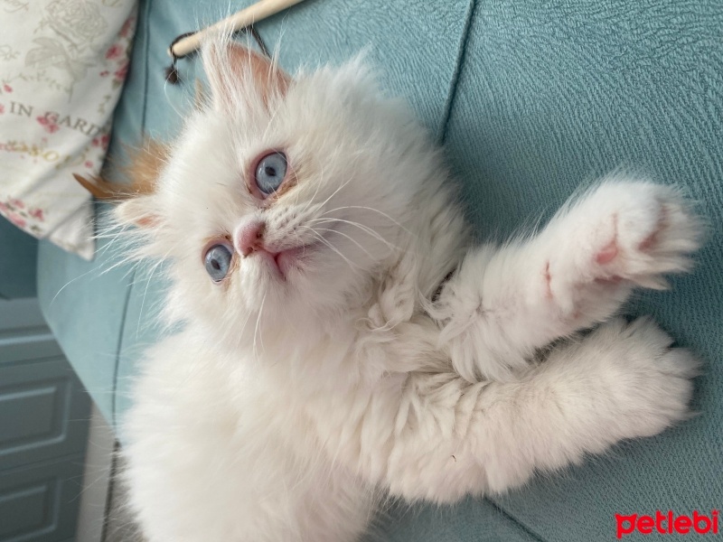 İran Kedisi (Persian), Kedi  MİA fotoğrafı