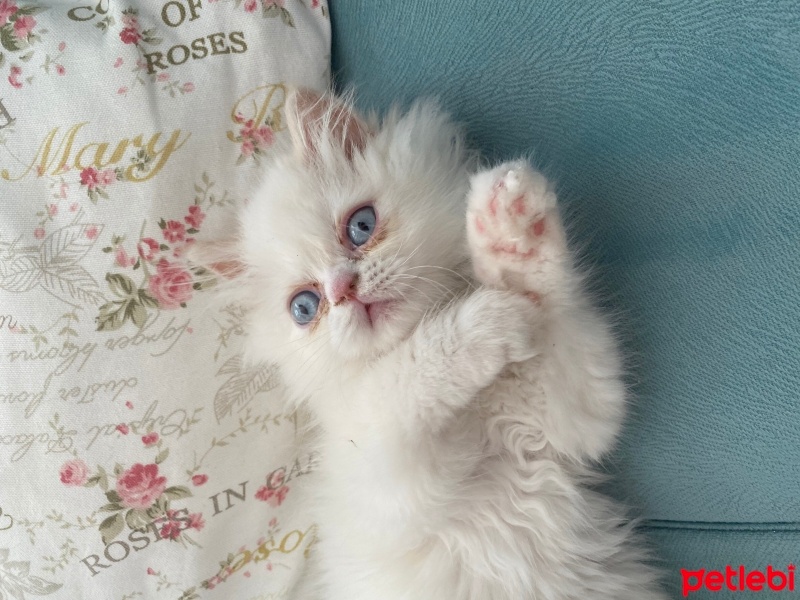 İran Kedisi (Persian), Kedi  MİA fotoğrafı