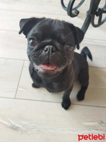 Pug, Köpek  Köfte fotoğrafı