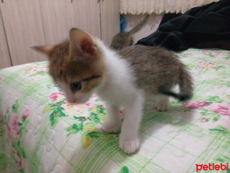 Tekir Kedi, Kedi  Paşa fotoğrafı