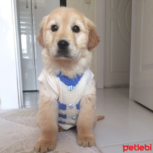 Golden Retriever, Köpek  Șira fotoğrafı