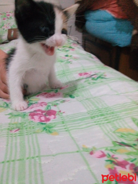 Tekir Kedi, Kedi  Güllü fotoğrafı