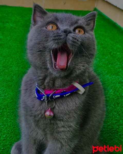 British Shorthair, Kedi  Şans fotoğrafı
