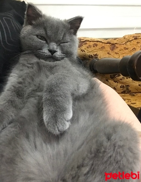 British Shorthair, Kedi  Şans fotoğrafı
