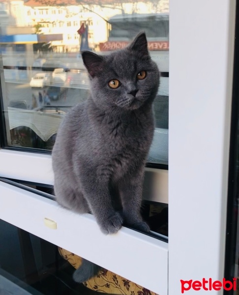 British Shorthair, Kedi  Şans fotoğrafı