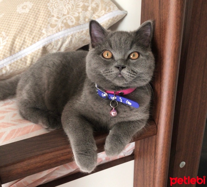 British Shorthair, Kedi  Şans fotoğrafı