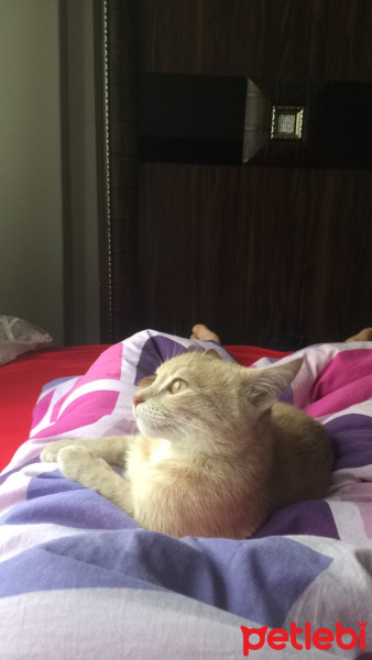 Tekir Kedi, Kedi  Bal fotoğrafı