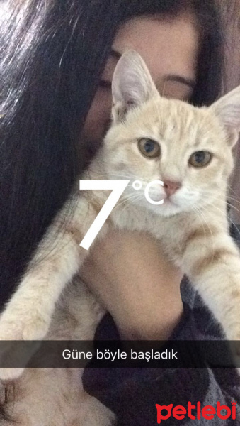 Tekir Kedi, Kedi  Bal fotoğrafı