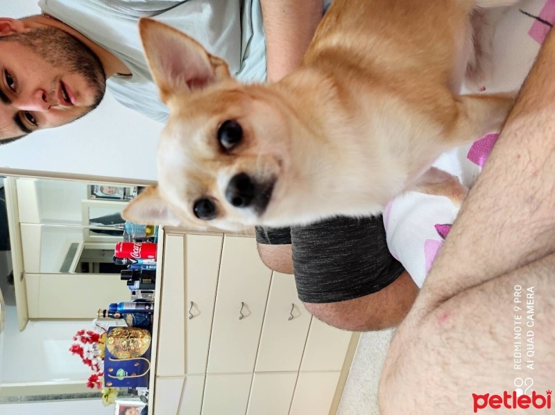Chihuahua, Köpek  Tito fotoğrafı