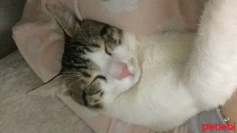 Tekir Kedi, Kedi  Bulut fotoğrafı