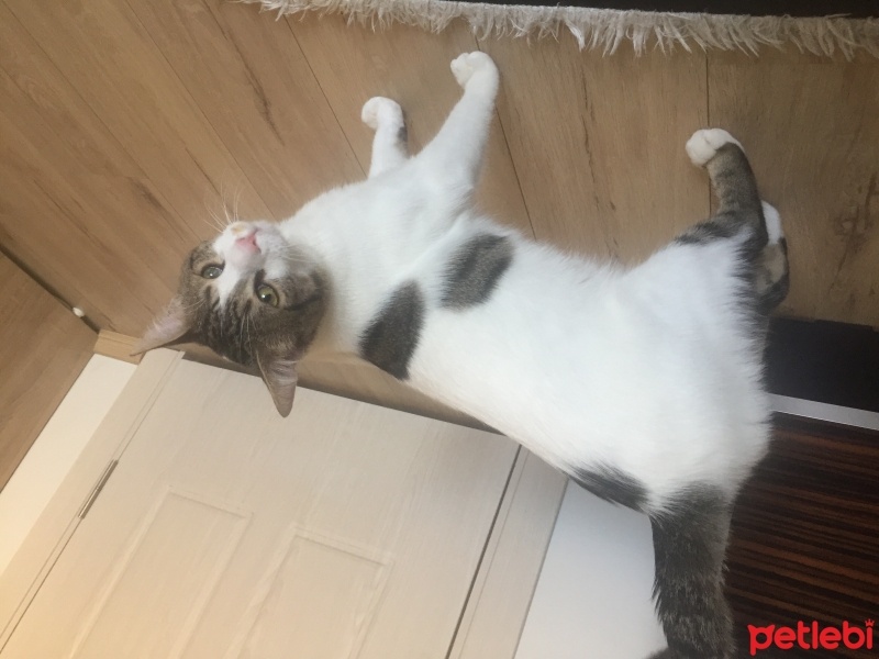 Tekir Kedi, Kedi  Bulut fotoğrafı